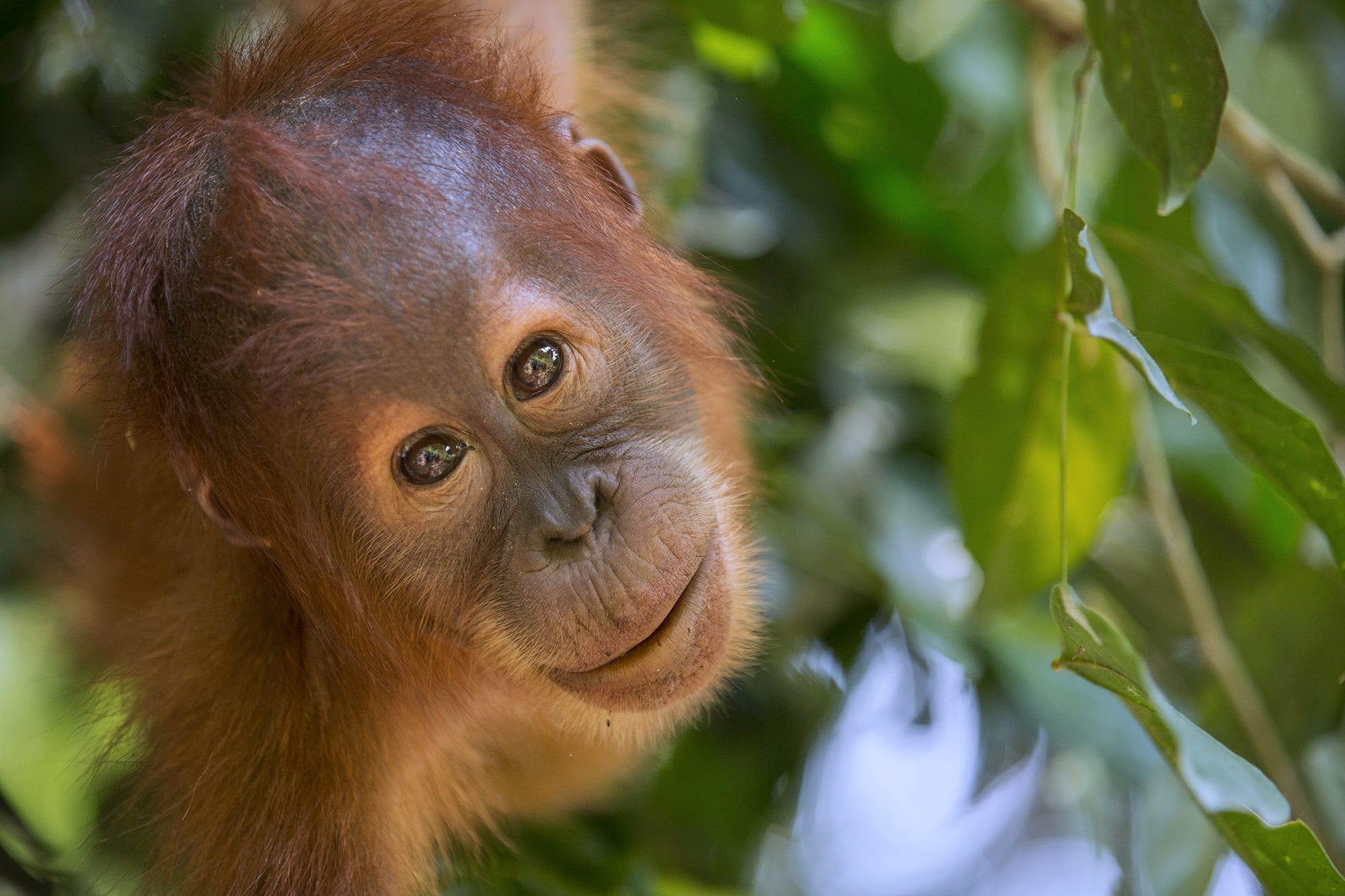 Young orangutan peering through leaves