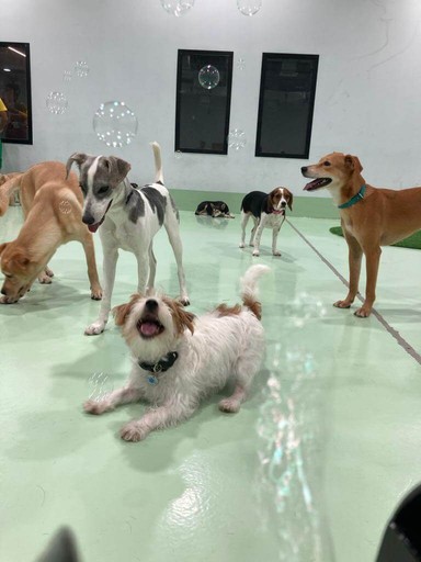 dogs playing, pet grooming