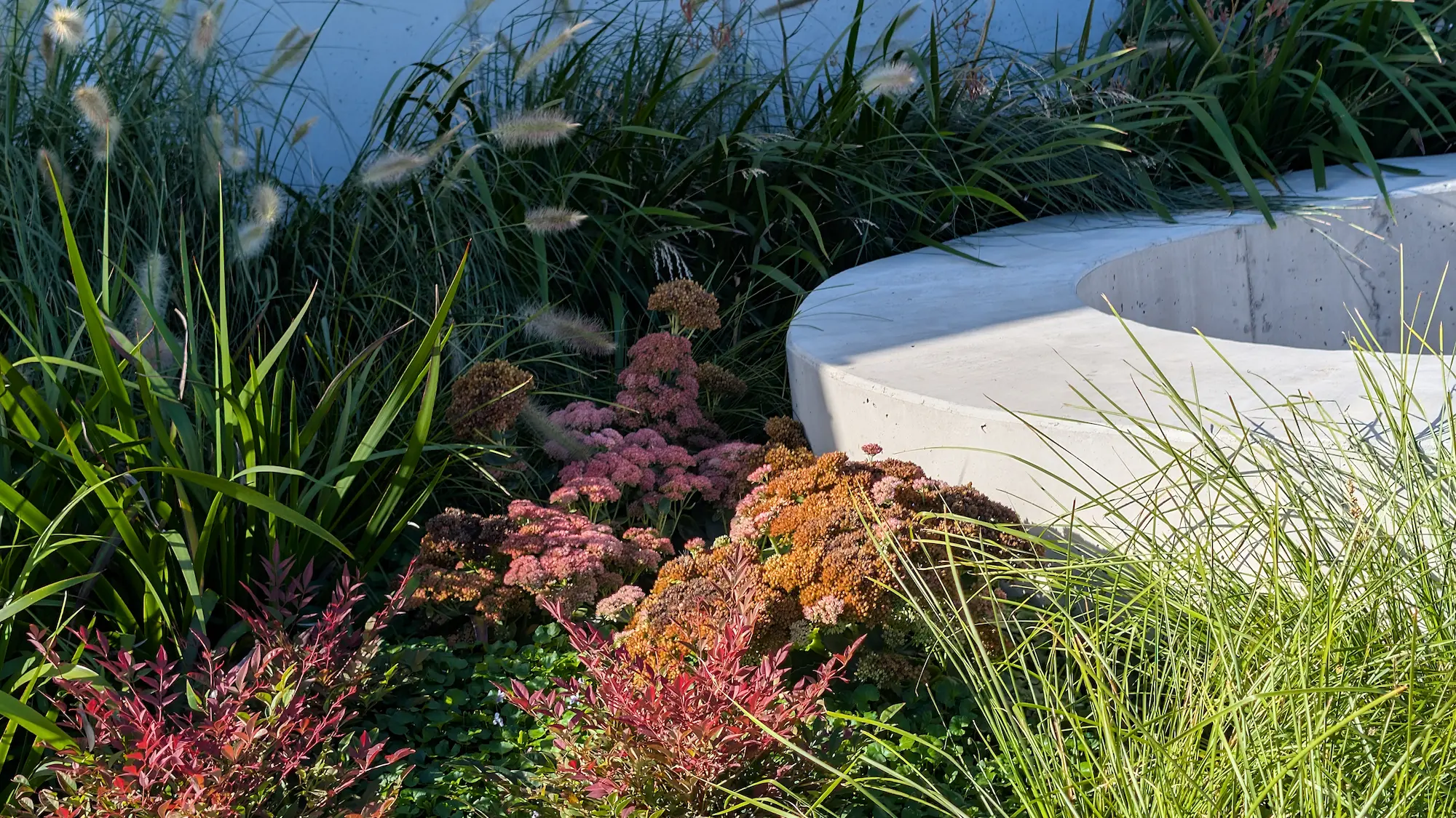 Aerial view of green roof planting installation with native grasses and succulents, worker in safety harness.