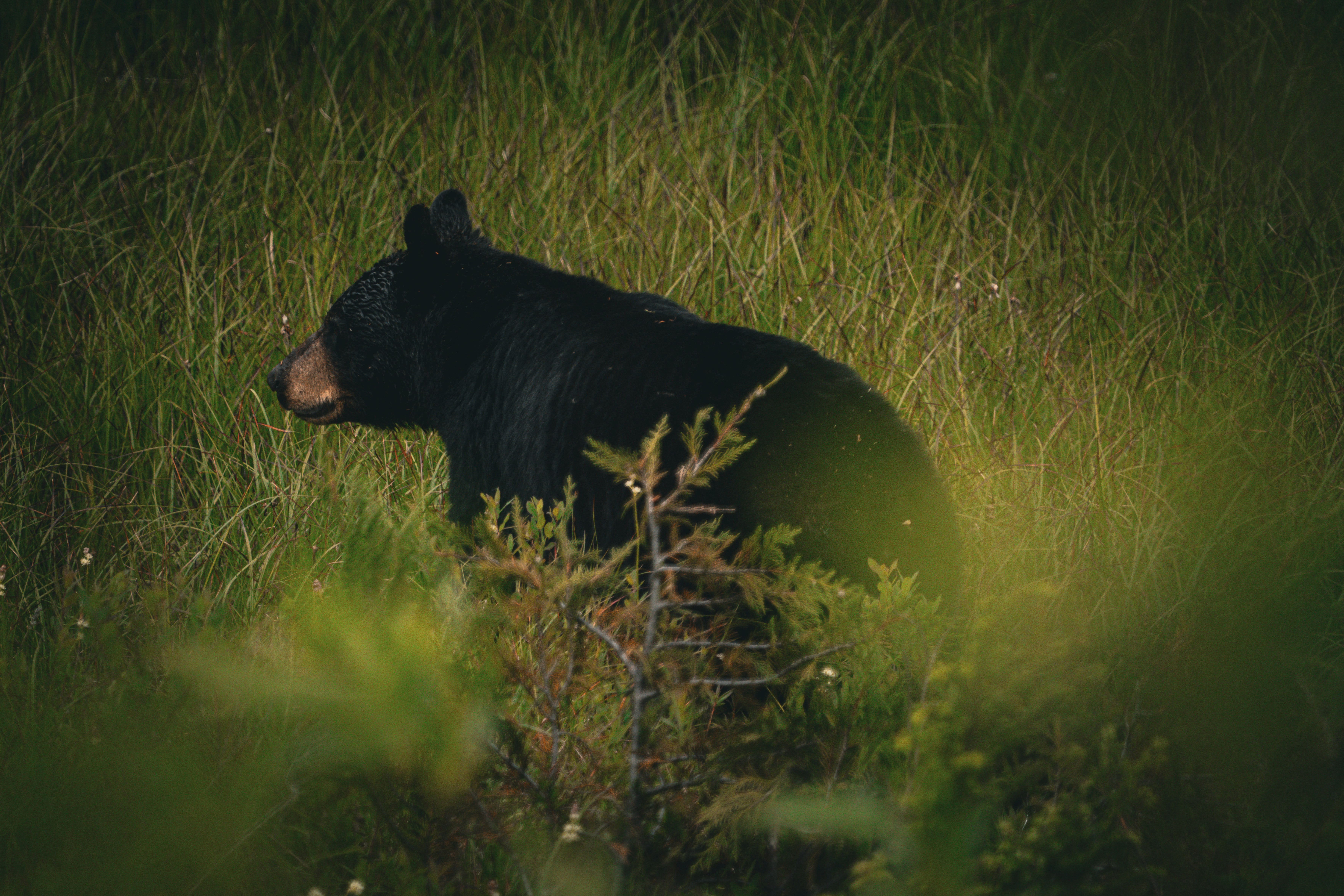 Black Bear in Grass