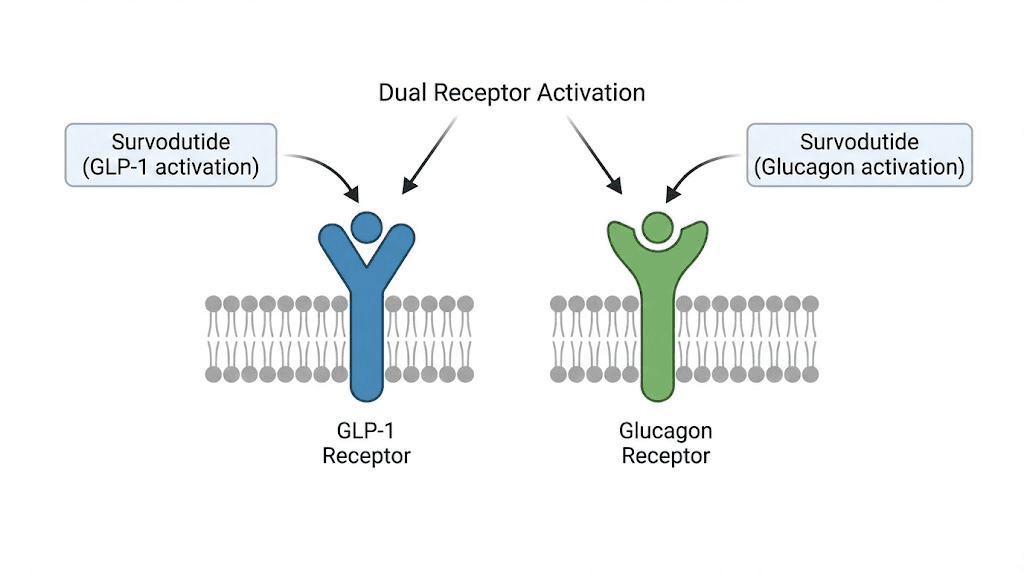 Survodutide dual agonist mechanism showing GLP-1 and glucagon receptor activation
