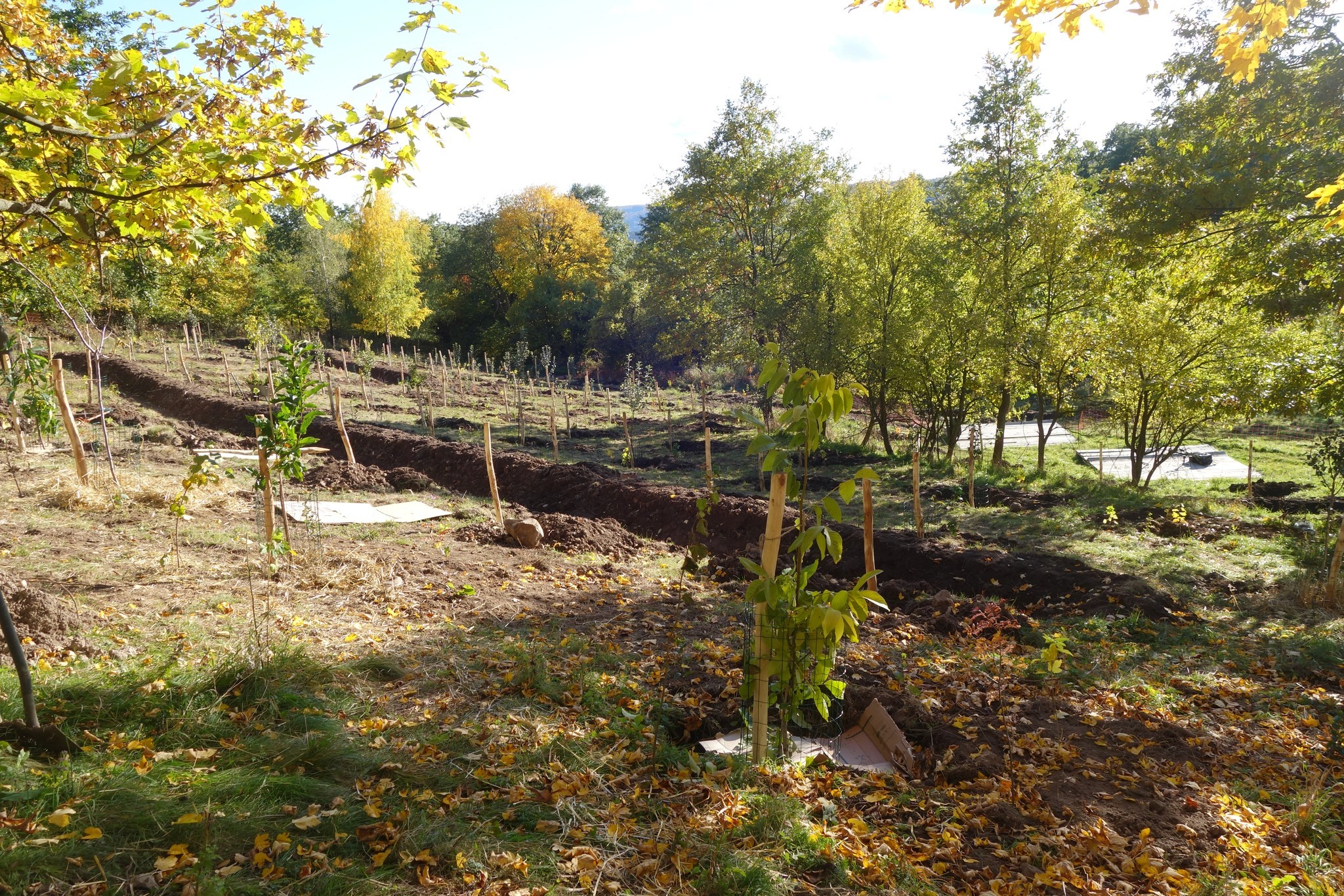 Close-up of lush, dark green leaves, some glossy and wet, against a muted background.