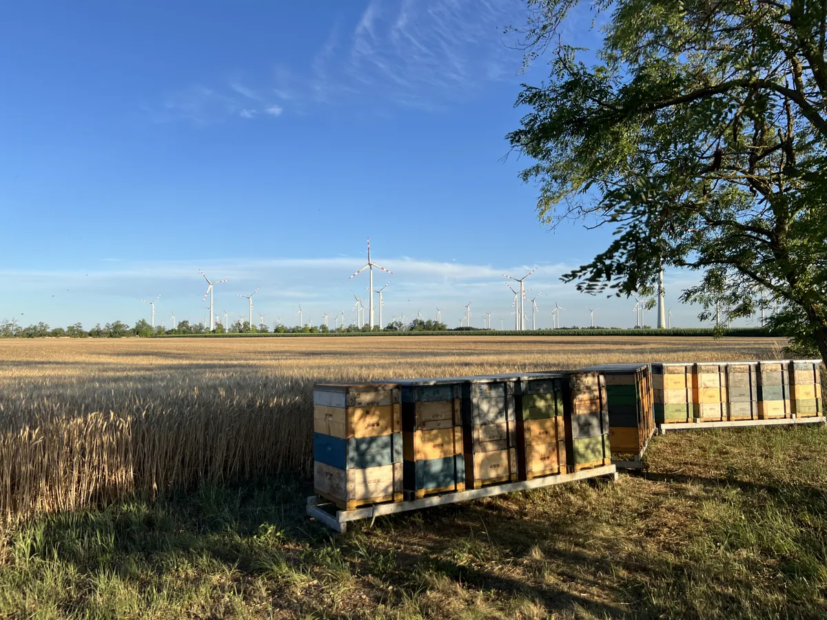 Kaptáraink, a remény otthonai