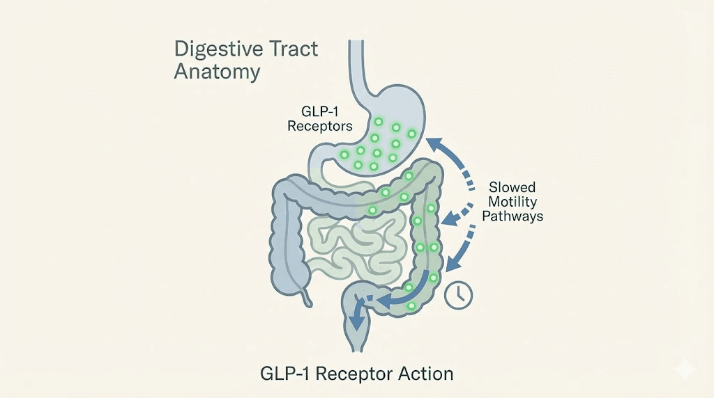 How semaglutide affects GLP-1 receptors throughout the digestive tract causing constipation