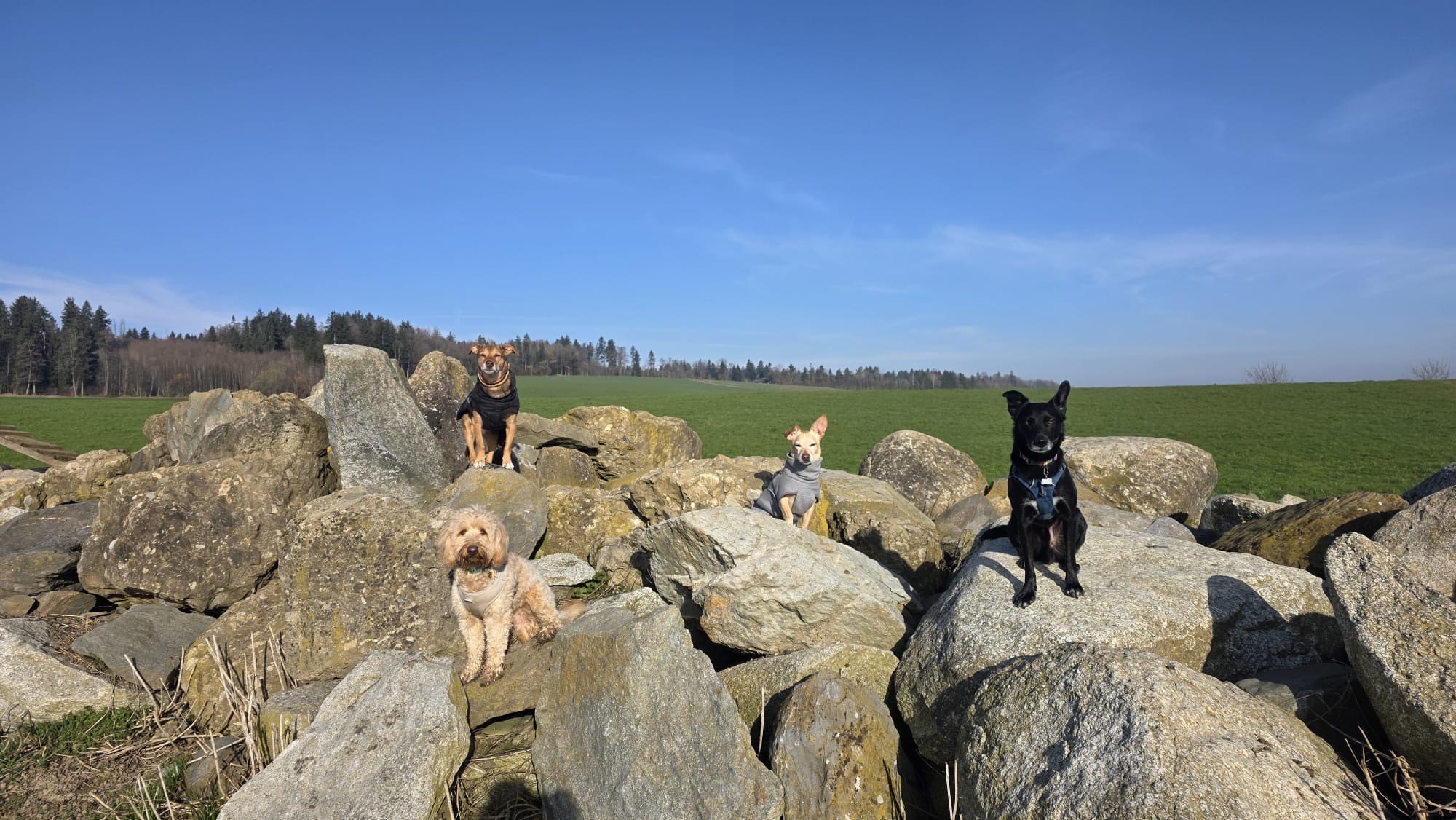 Group of dogs