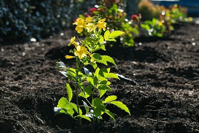 young man holding watering farm