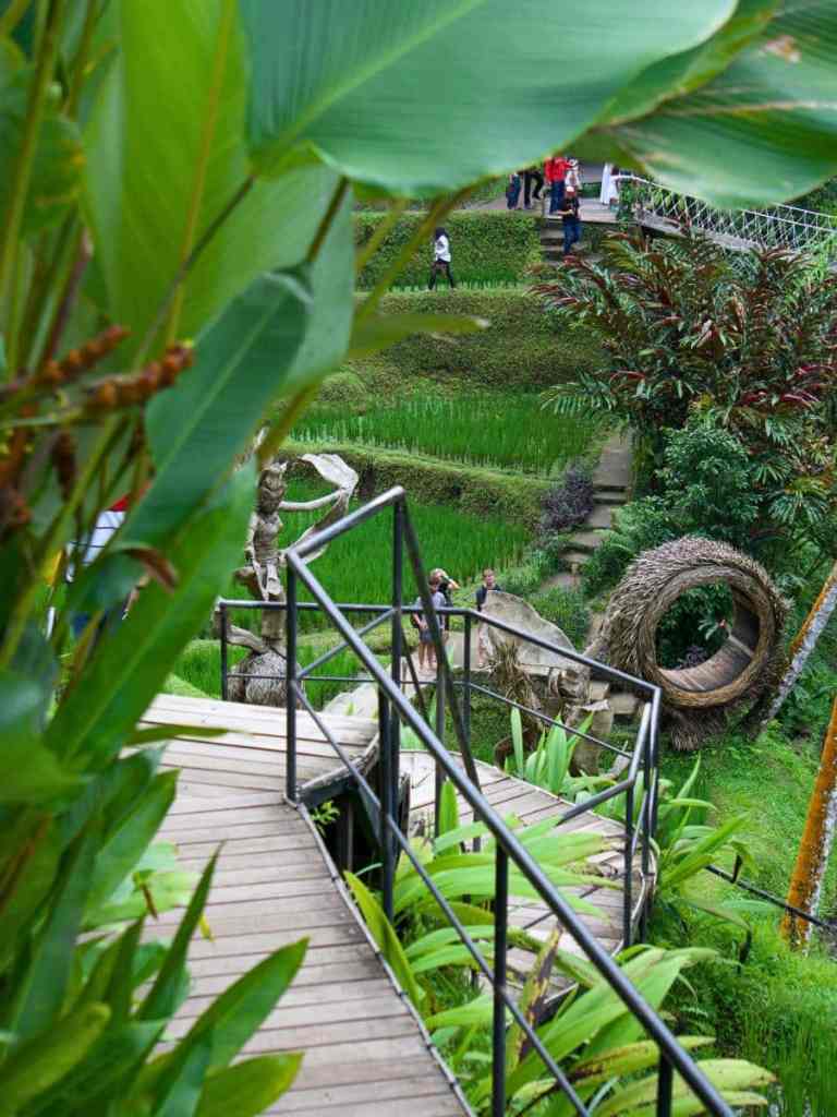 Walkway through the rice fields at Alas Harum, Ubud