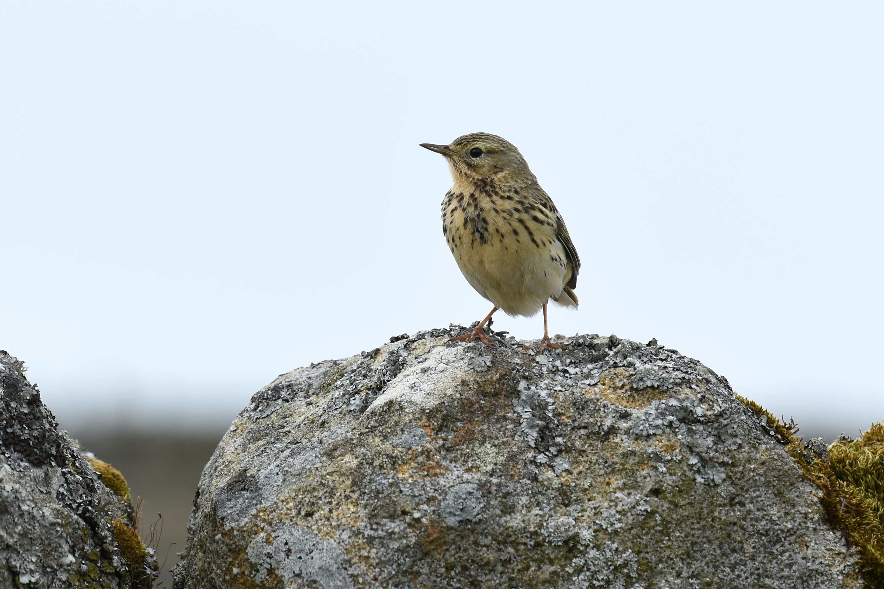 Vogel auf Trockenmauer