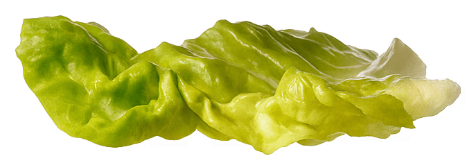 Burger Lettuce