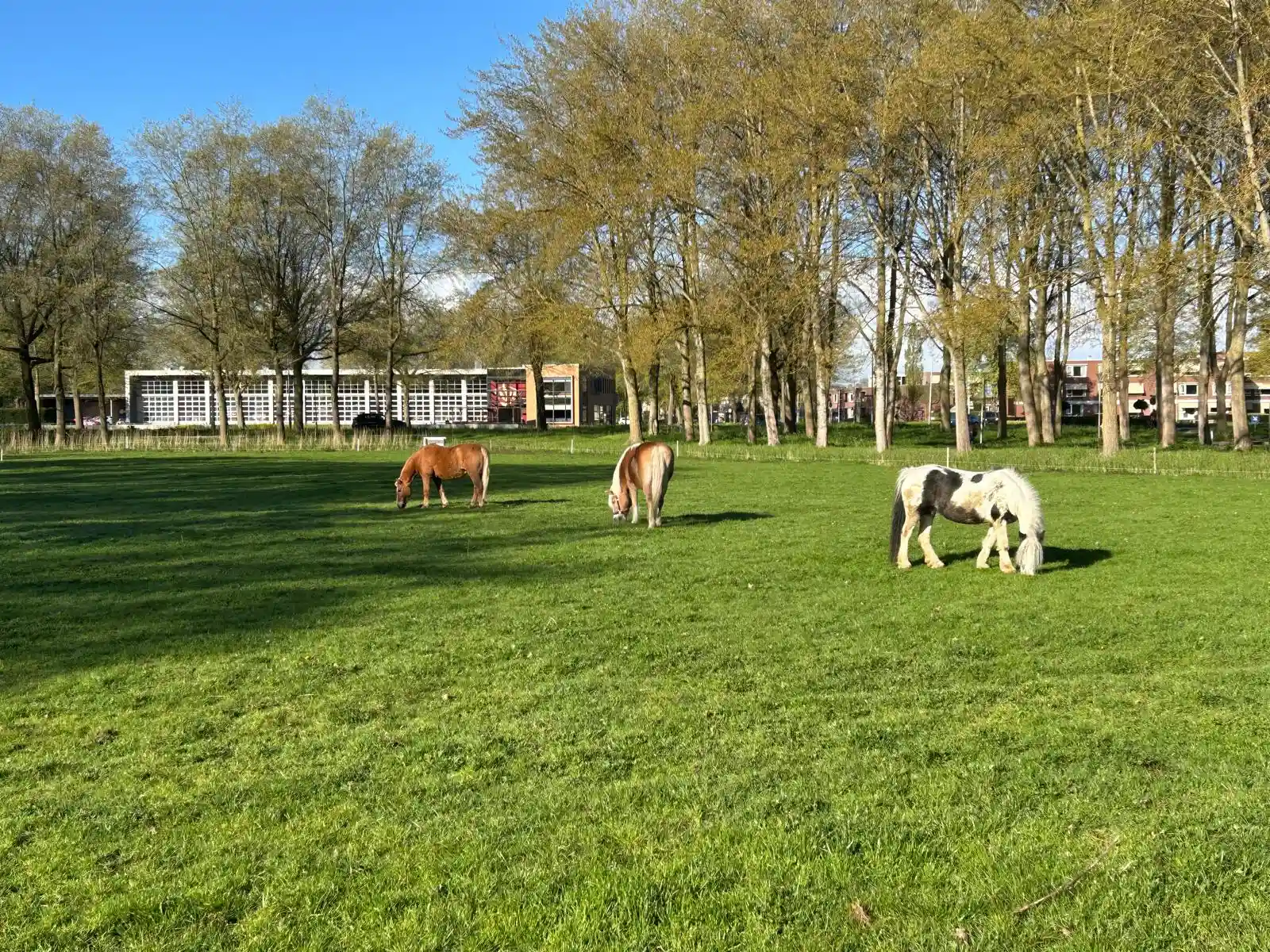 Paarden in de wei