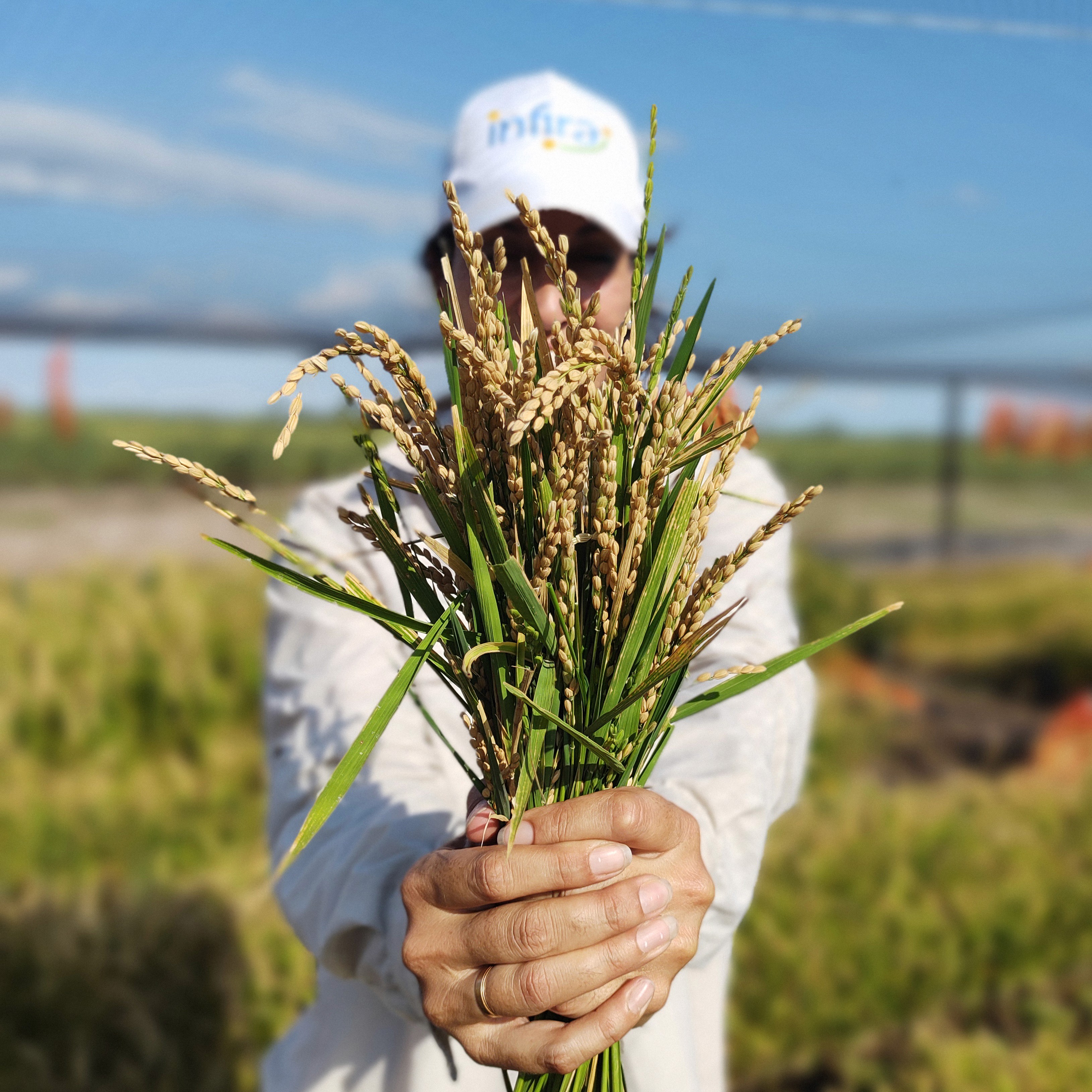 A person holds a bundle of ripe rice plants, in a field with blue sky.