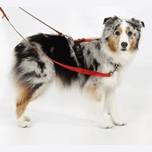 Blue-9 Multi Function leash