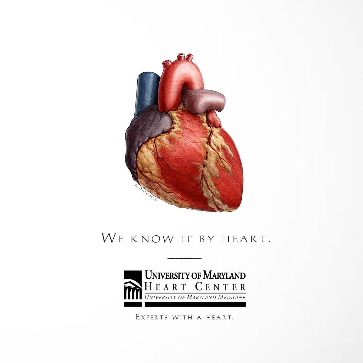 An anatomical illustration of a human heart above the text: We know it by heart. University of Maryland Heart Center. Experts with a heart.