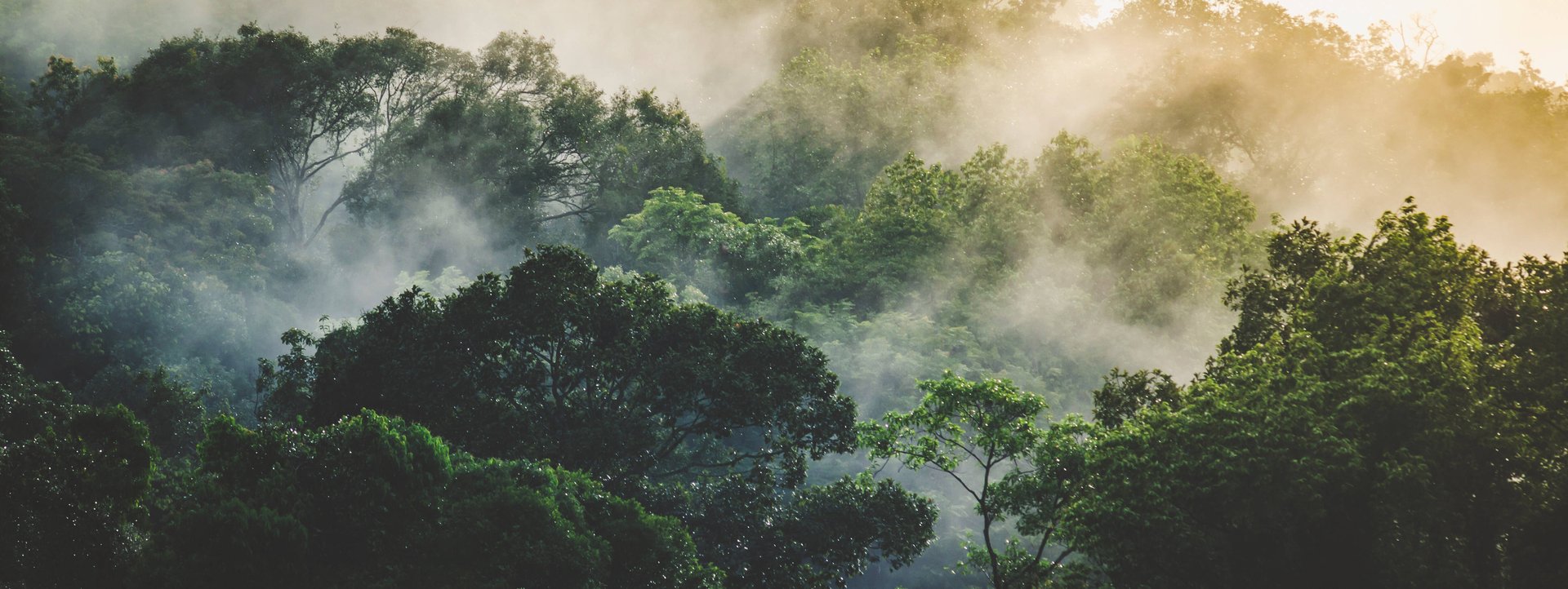 Trees in rainforest