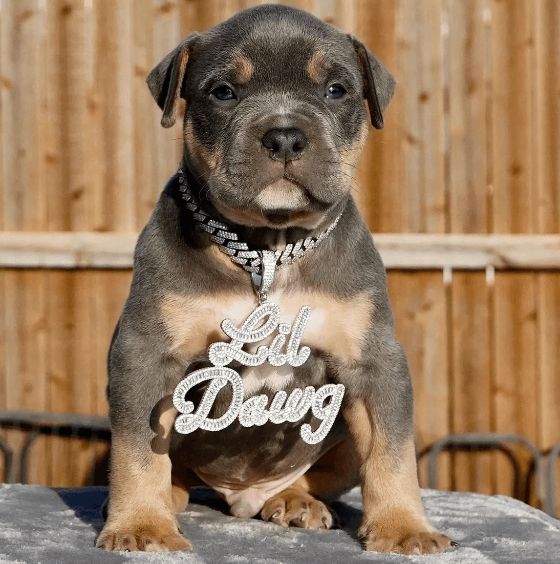 dog_with_food