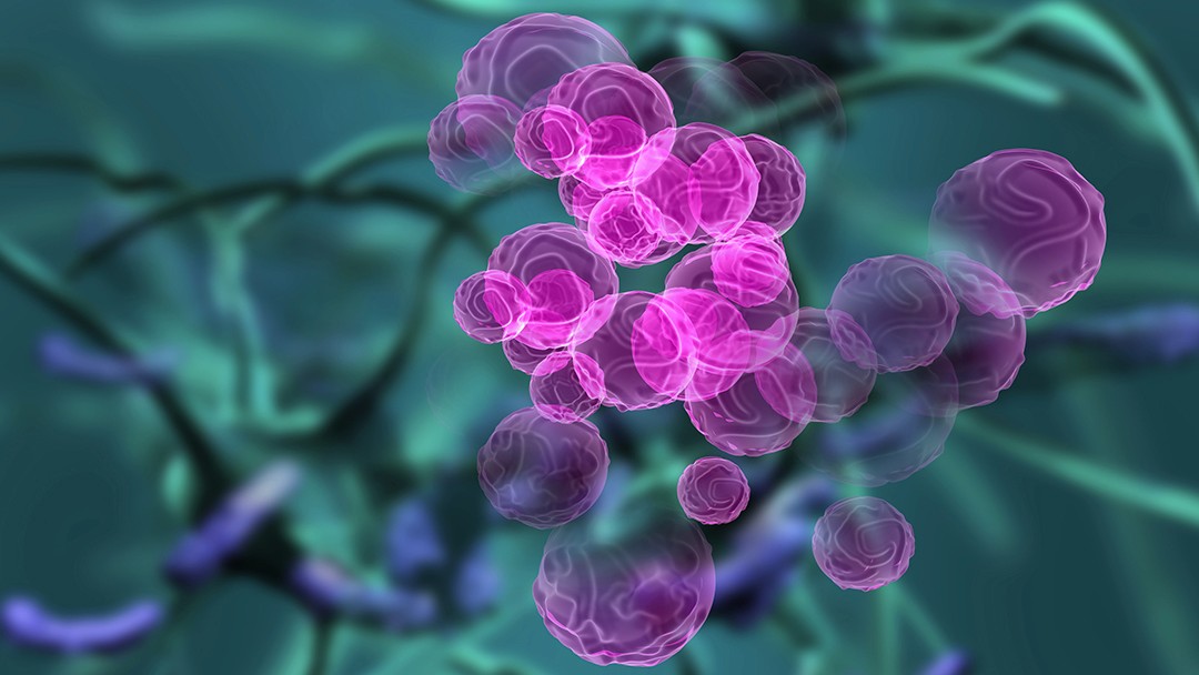 Microscopic Bacteria