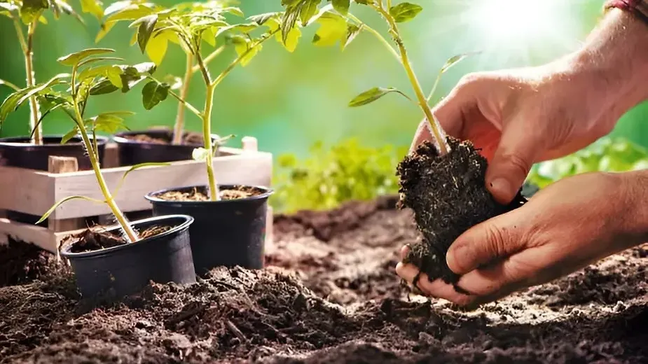 Planting Organic Vegetables with Proper Techniques.webp