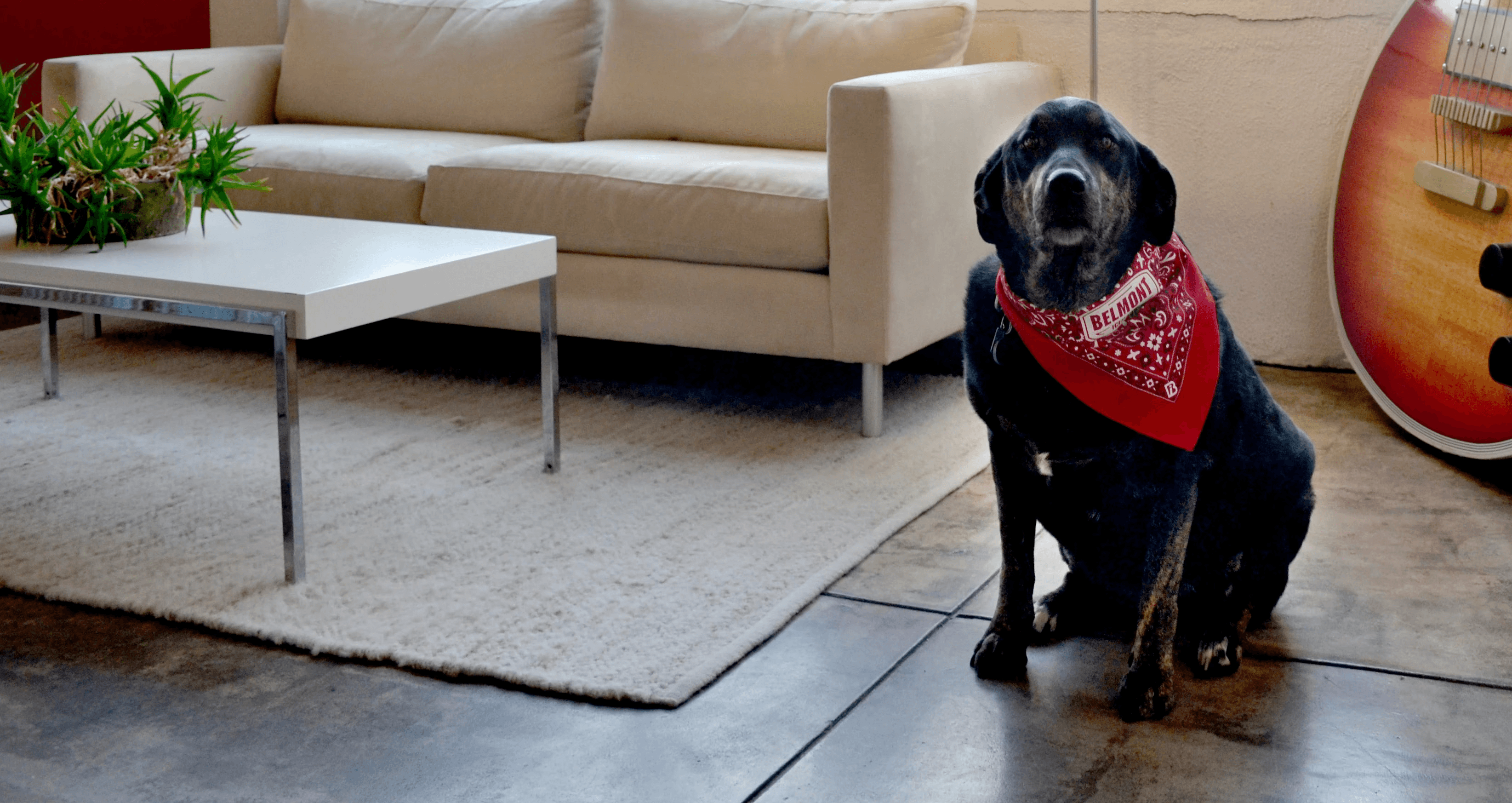 belmont icehouse office dog
