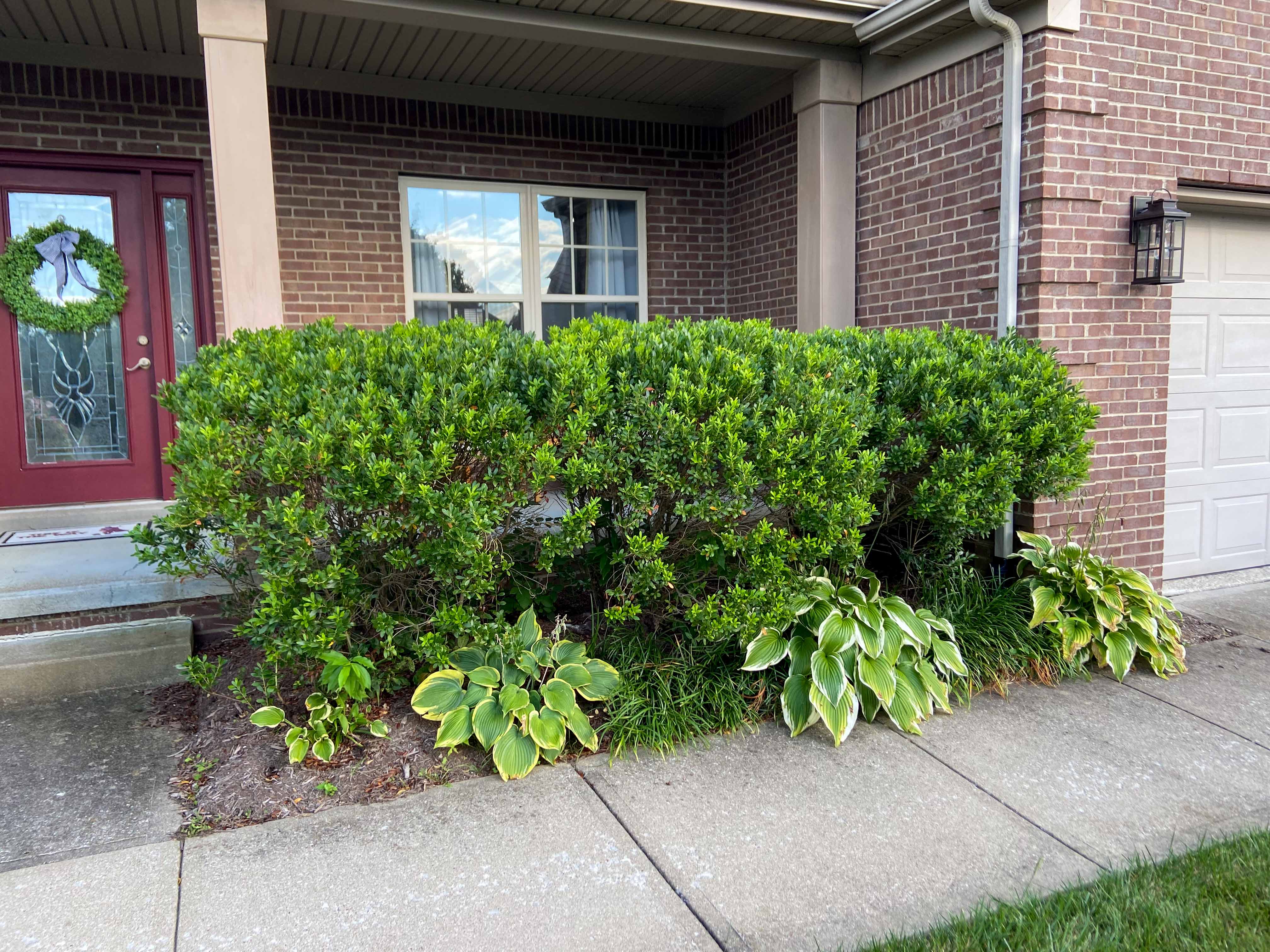 privacy bushes installed