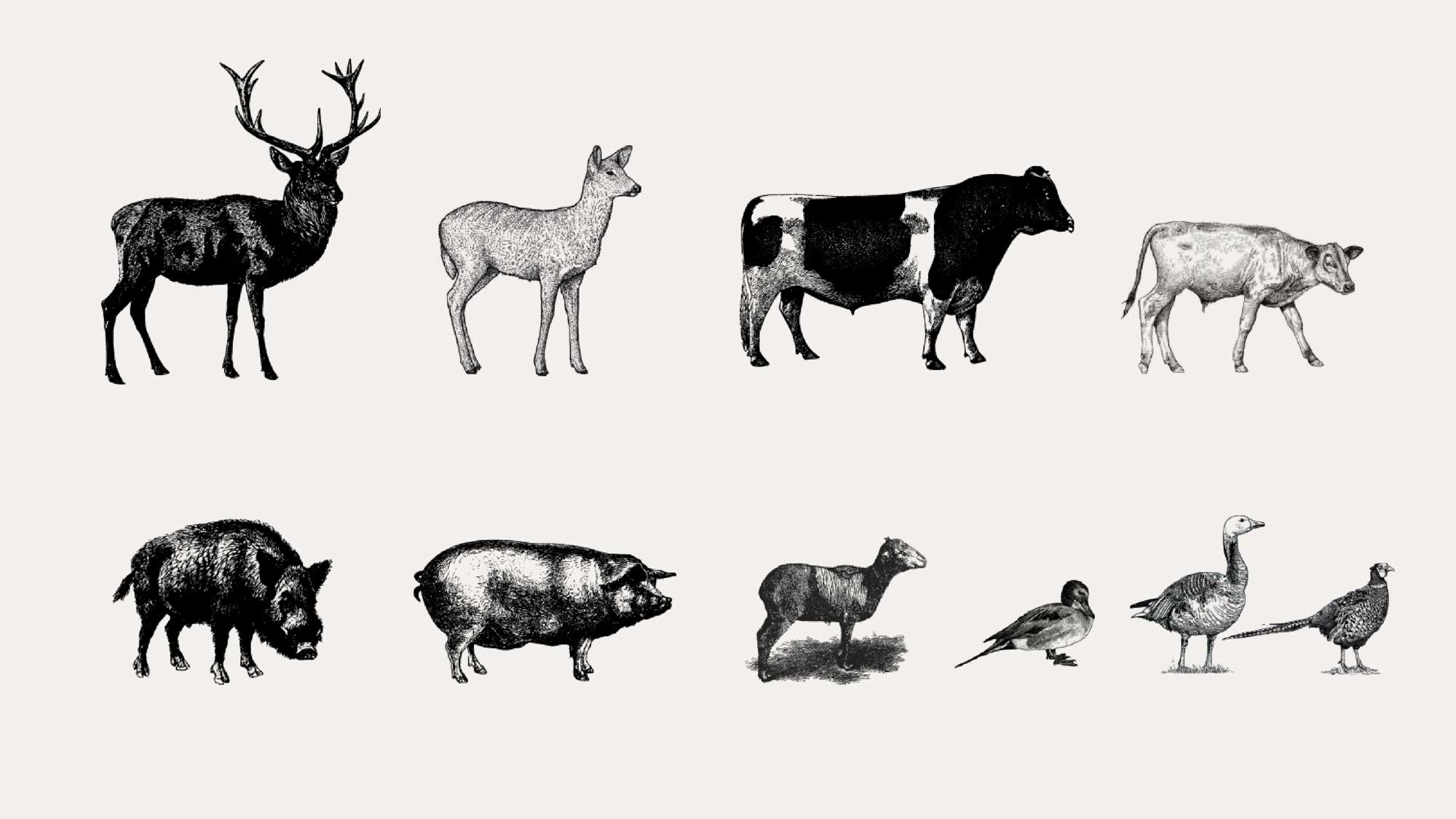 Bildsprache im Corporate Design – Wald, Wild und Qualität im Fokus