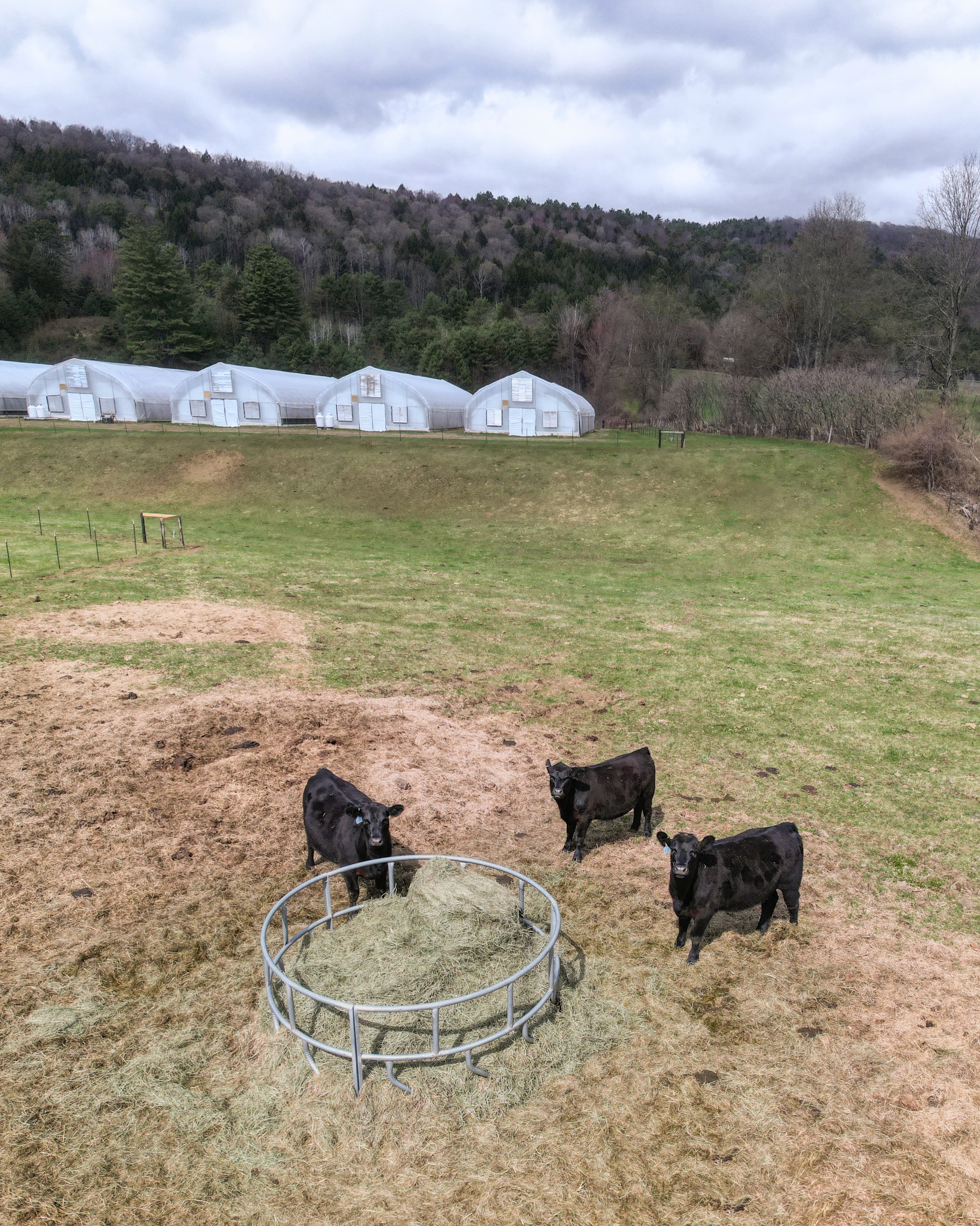 Local cows on the Sunkissed Farm property.