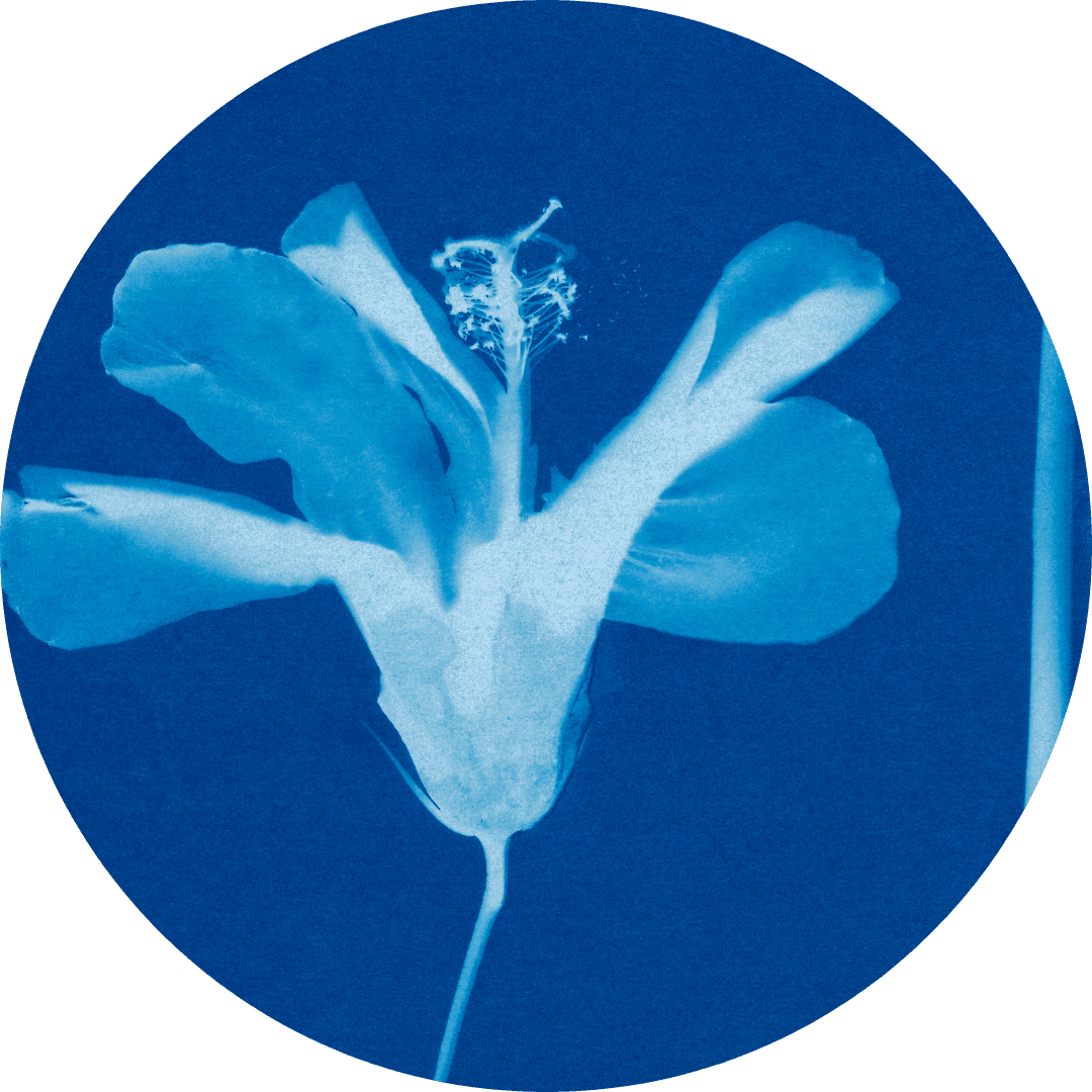 White coral branch on a blue background