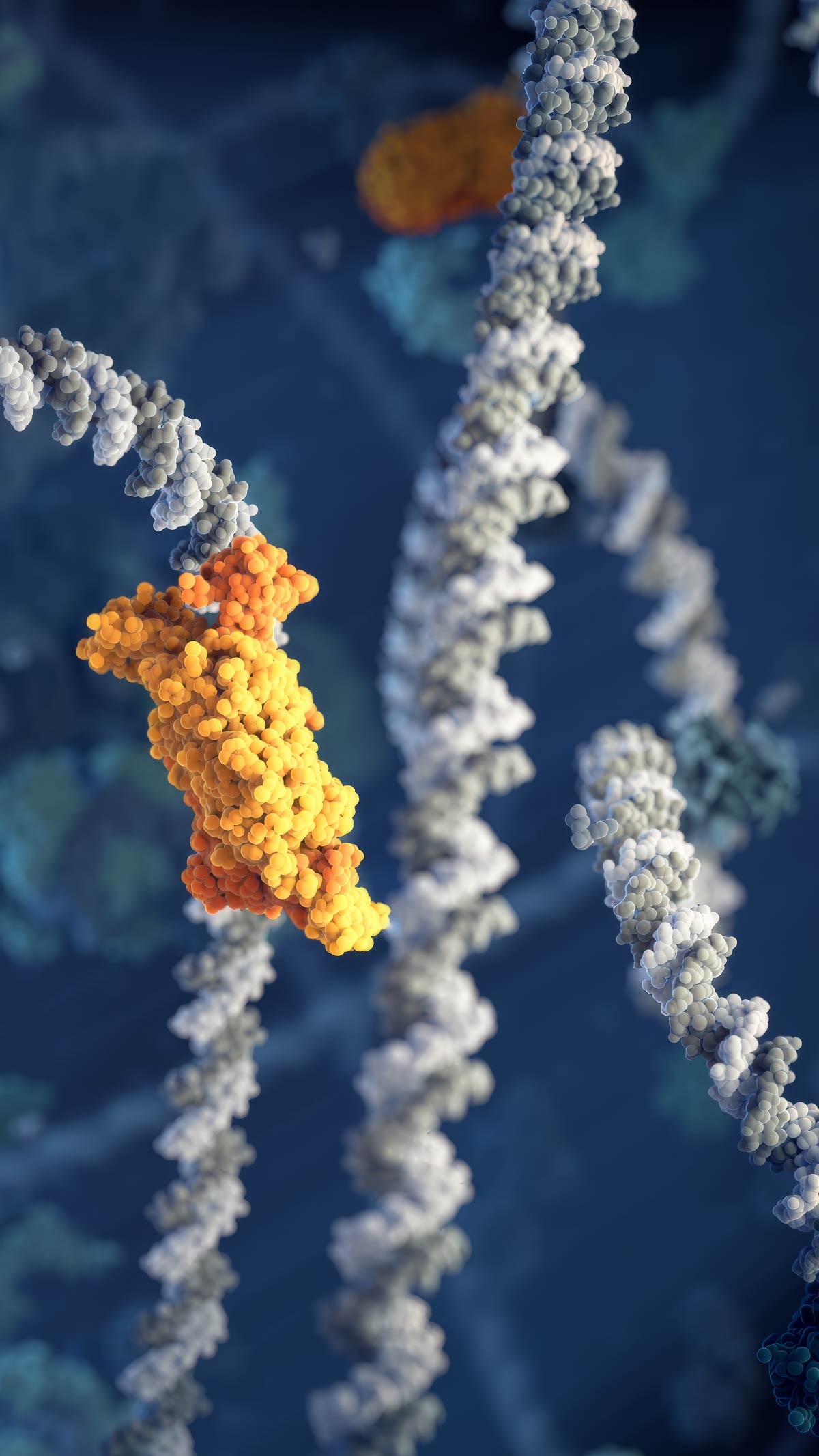 Lac repressor not attached to the DNA