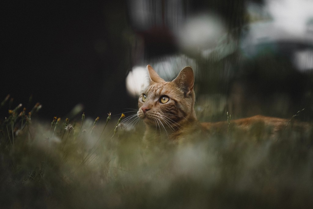An orange cat in a field sitting near flowers