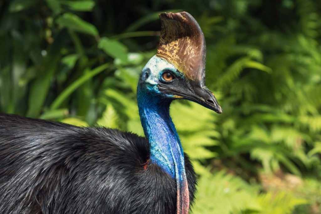 cassowary