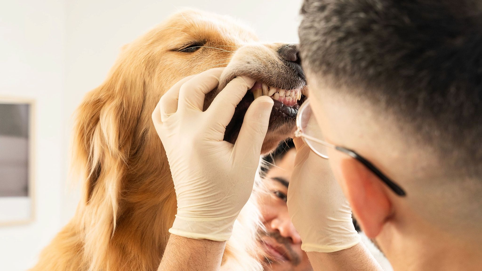 A veterinarian is checking a dog's teeth and gumline for signs of gum disease.