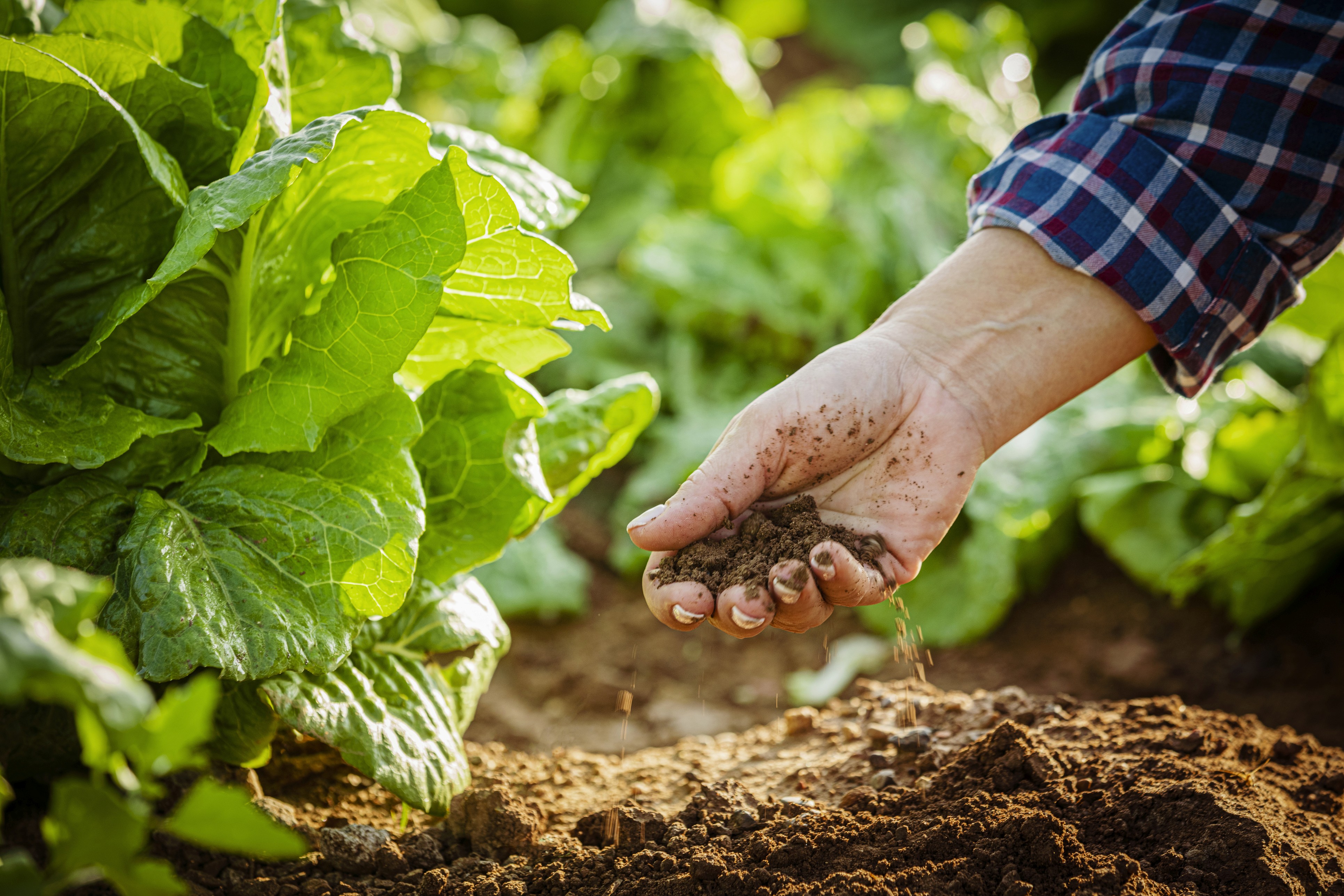 A farmer checking soil