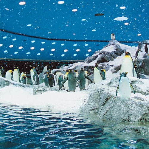 Penguins on snowy rocks and ice near a water pool, with a blue-lit ceiling dotted with white lights in the background.