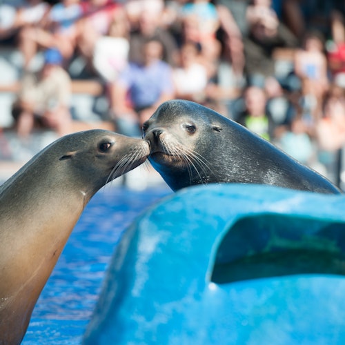 Zwei Seelöwen, die sich neben einem Pool mit den Nasen berühren, während im Hintergrund eine Menge unscharfer Zuschauer zu sehen ist.