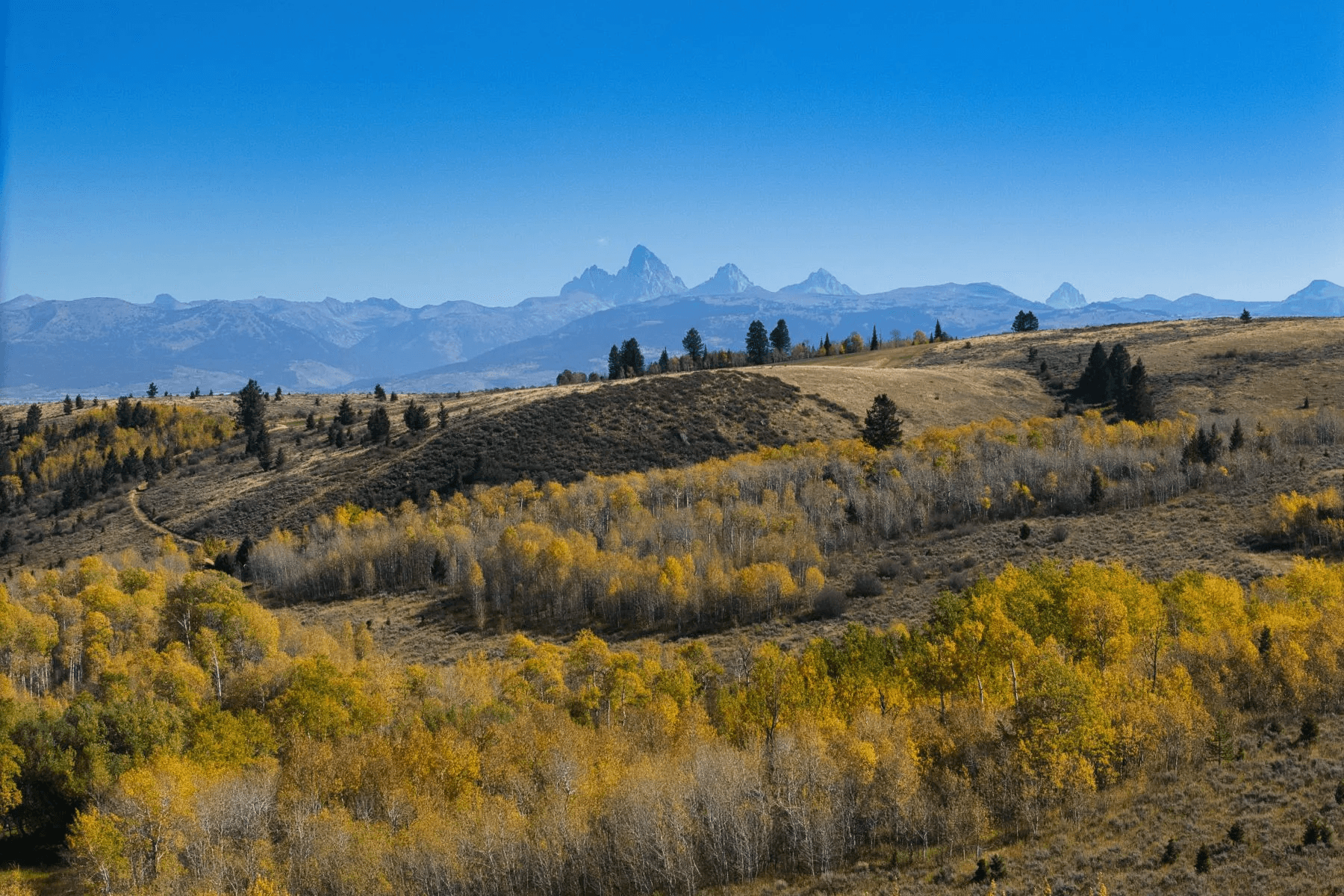 Autumn Idaho Falls grove with distant mountains.