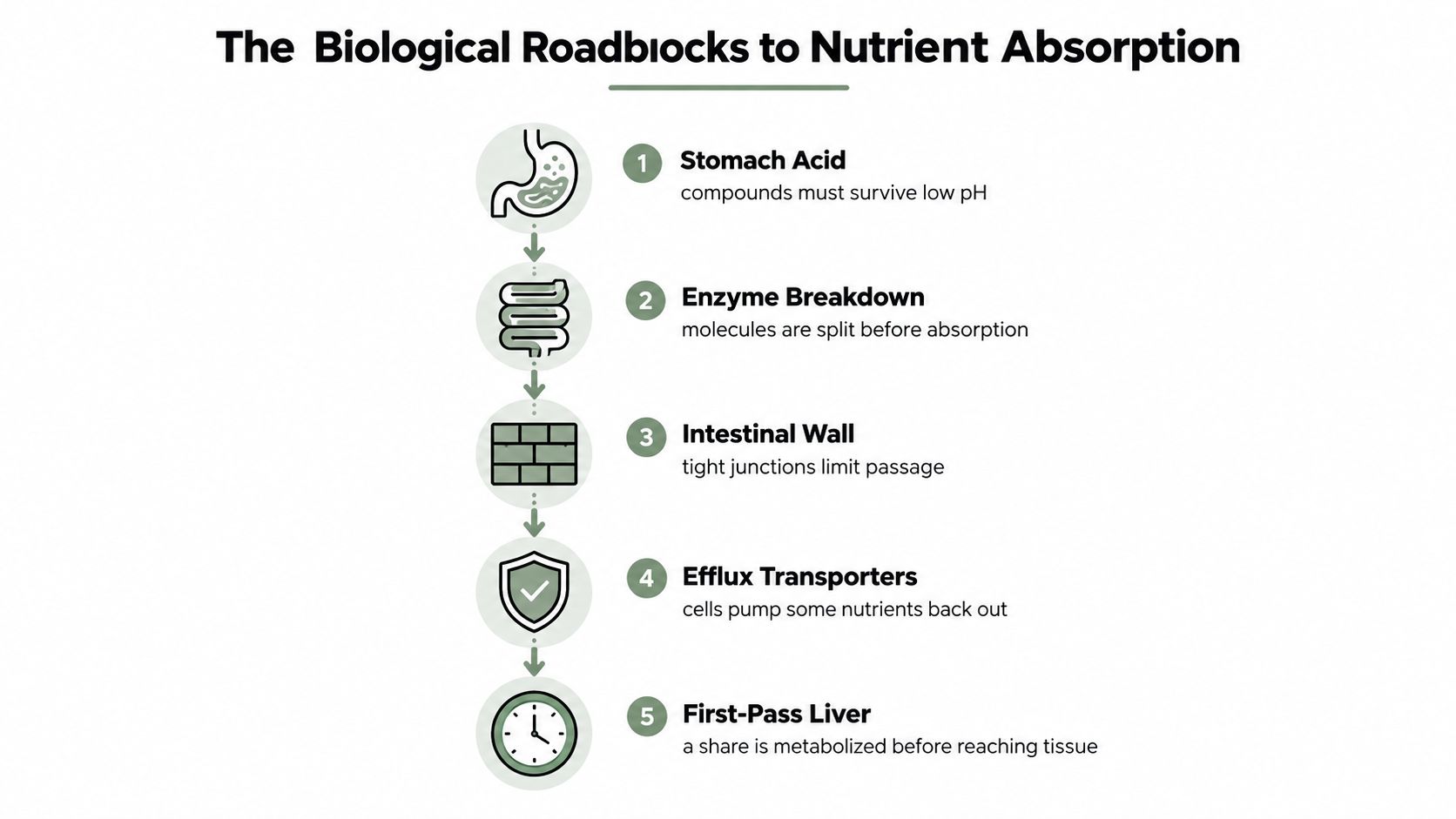 A diagram illustrating five biological barriers to nutrient absorption including stomach acid, enzymes, intestinal walls, efflux transporters, and liver metabolism.