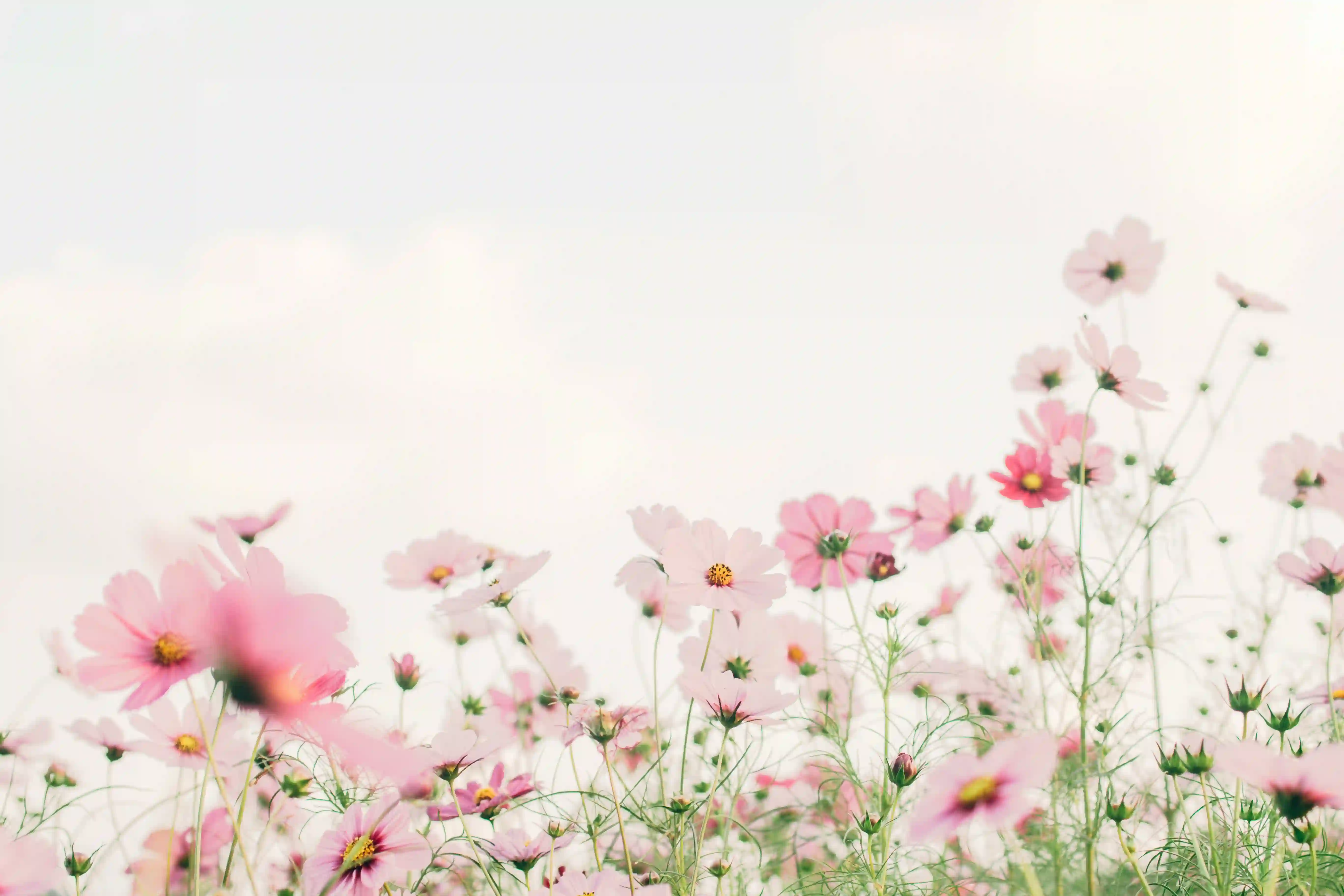Fleurs Tomoko, délicates et épurées, évoquant la sérénité et la beauté du moment présent