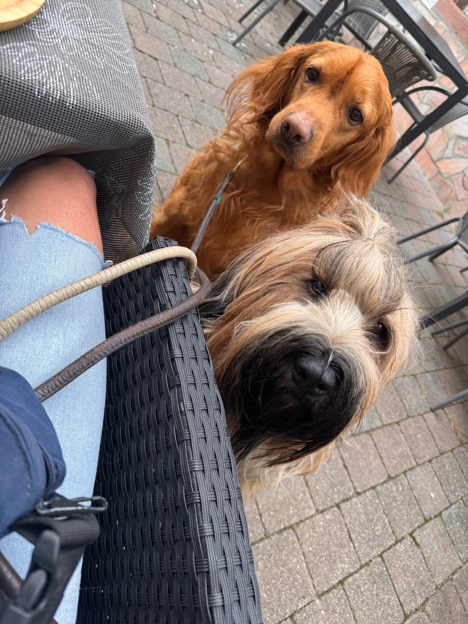 Shelby and Barley