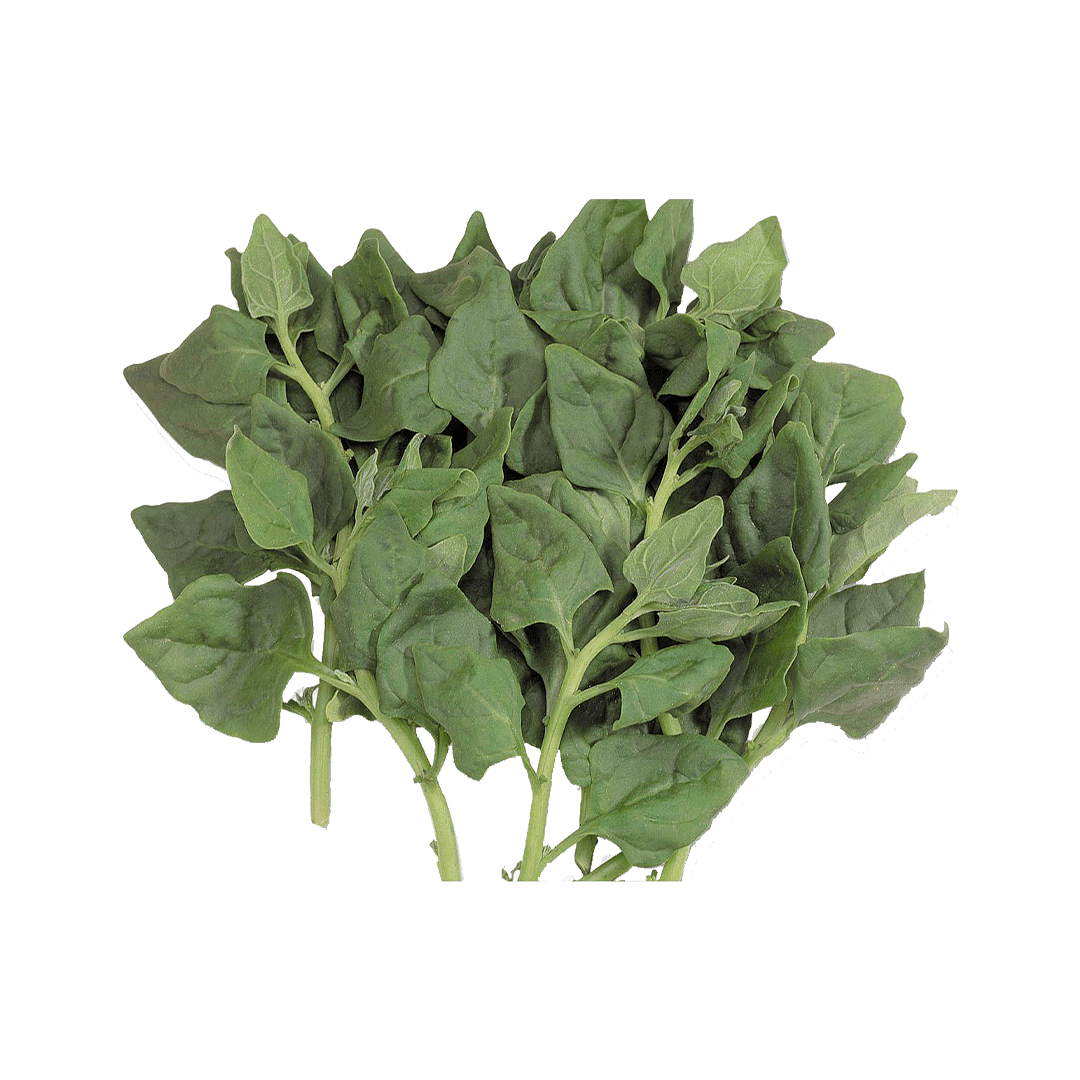 espinafre-nova-zelandia