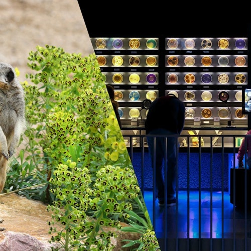 阿提斯阿姆斯特丹皇家動物園 + 阿提斯微觀世界