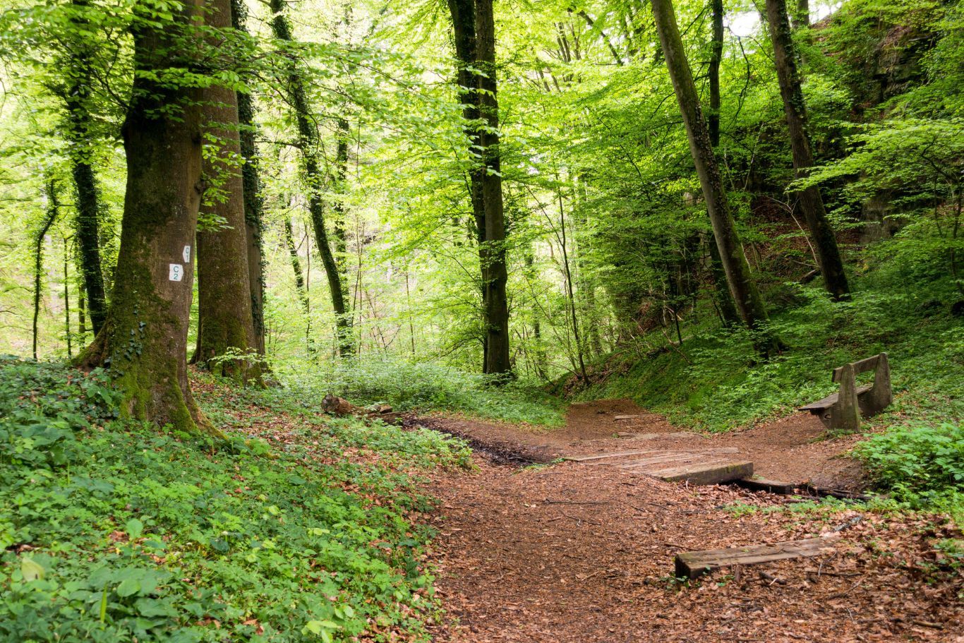 Lokaler Wanderweg C2 im Frühling