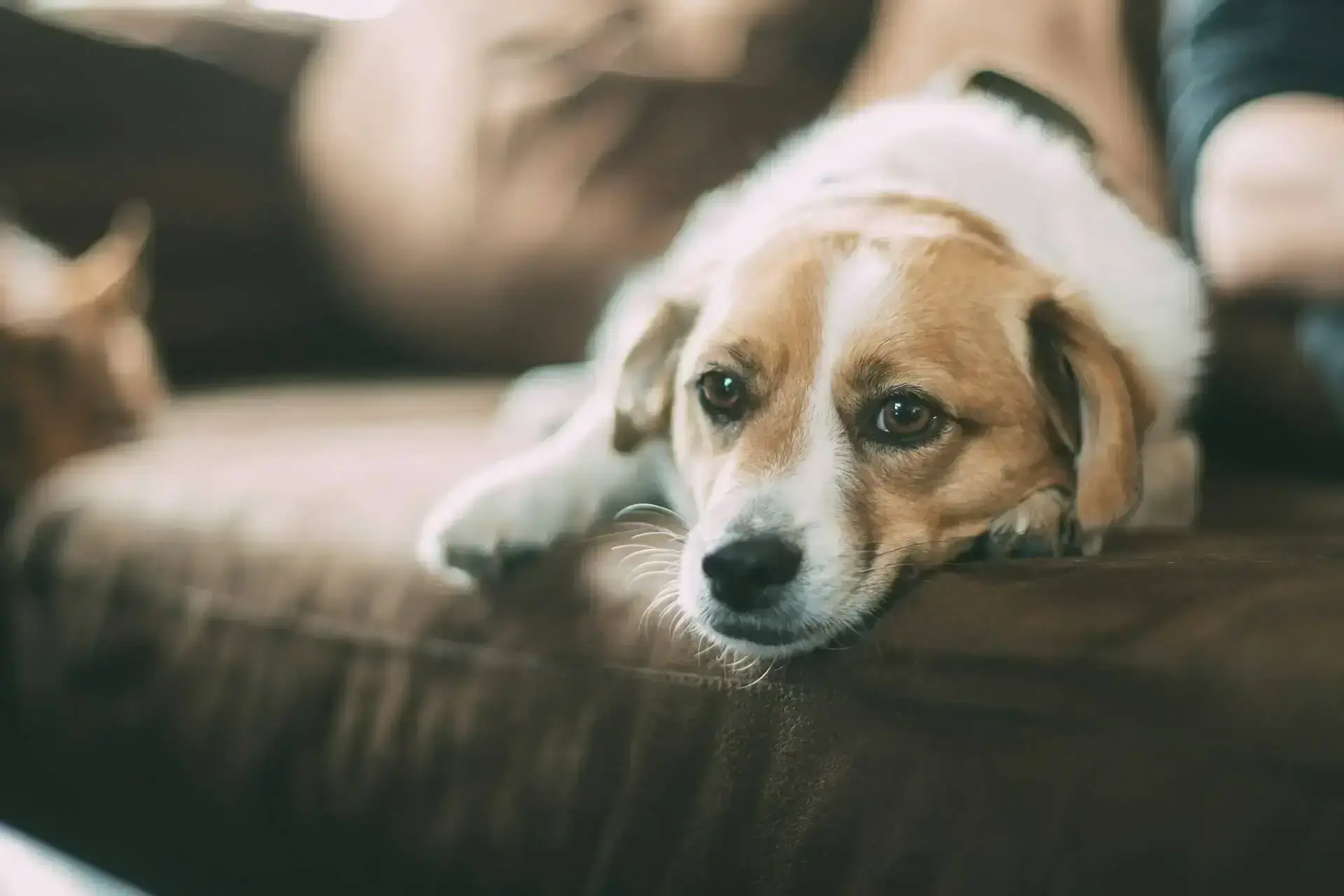 weiss-beiger hund liegt auf dunkelbraunem sofa und schaut in die kamera