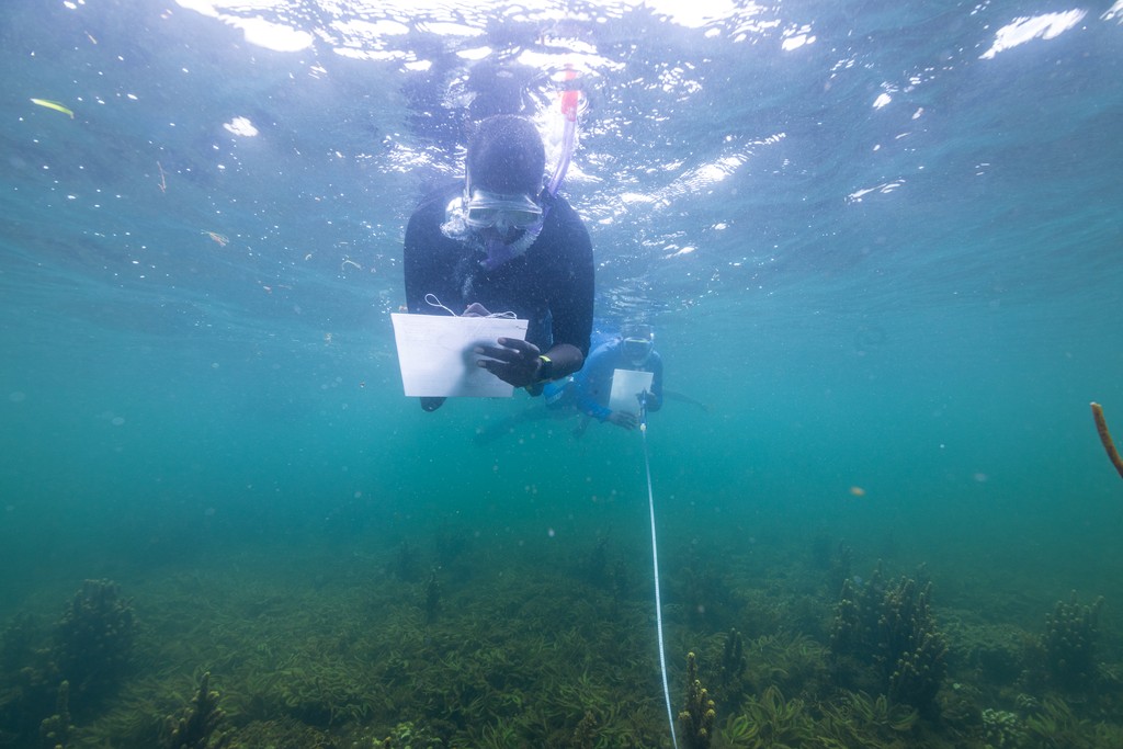 A man snorkeling and taking notes above seagrass (c) Anthony Ochieng Onyango
