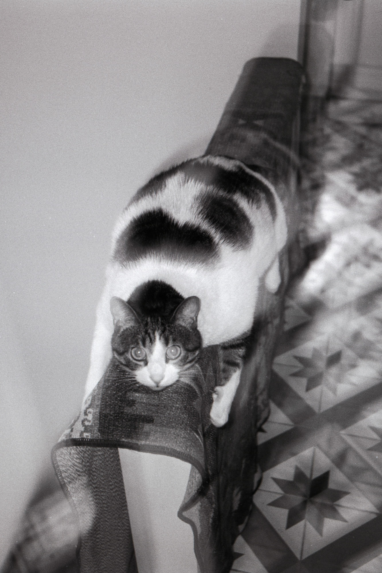 A black and white cat with distinctive markings lies stretched out on a patterned blanket draped over a narrow ledge, with a geometric tile floor visible below.