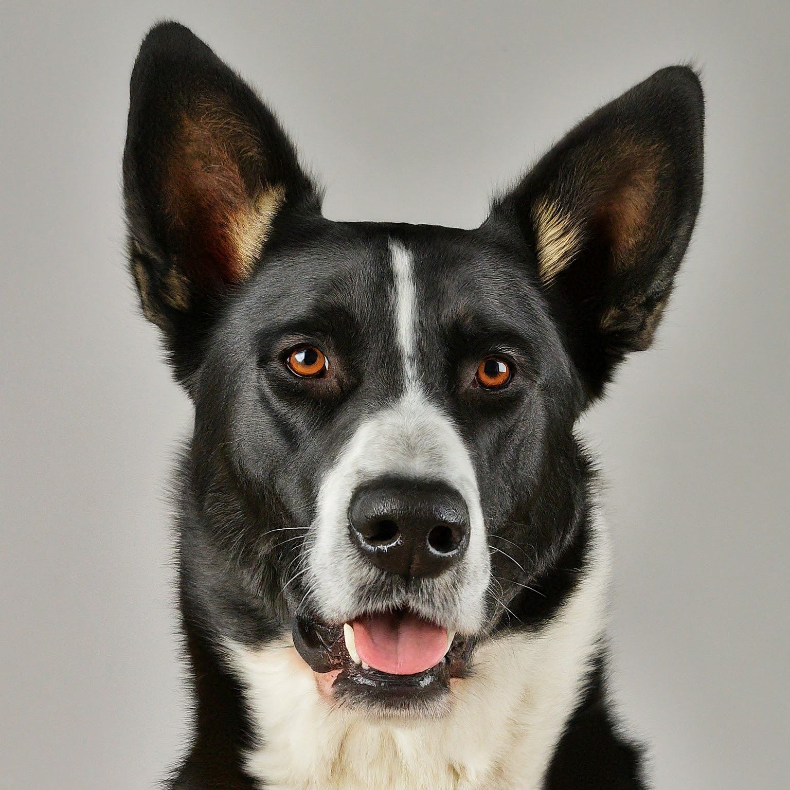 BUDDYUNO, Karelian Bear Dog