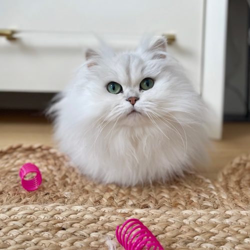Finding the Right Toy for Your Cat