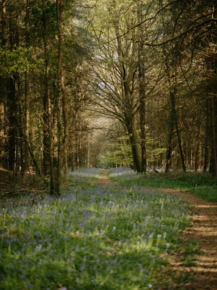 Misty forest path with bare trees and bluebells evoking the autumn equinox and the turning of seasons