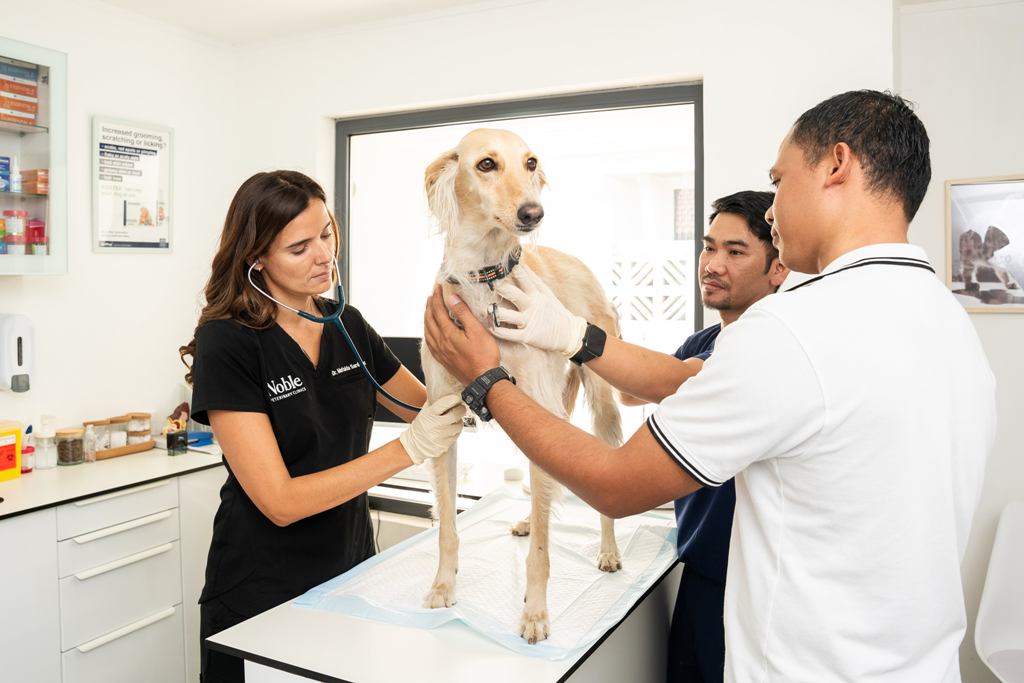 A Noble Veterinary Clinics expert veterinarian gently examines a dog