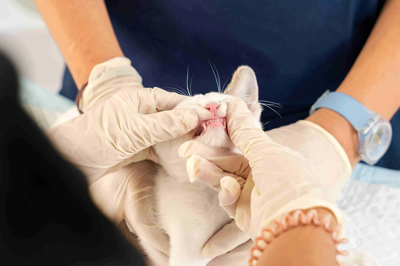 A veterinarian performs a dental examination on a cat that requires teeth scaling