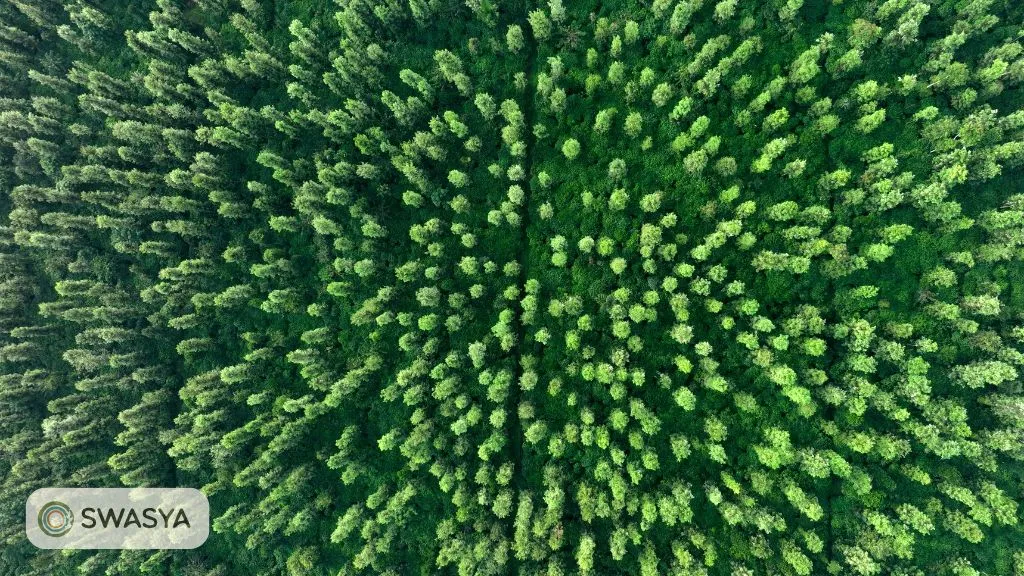 Swasya Managed Farmland