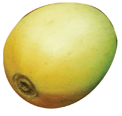 Yellow fruit element used in Cascara Cabinet collage.